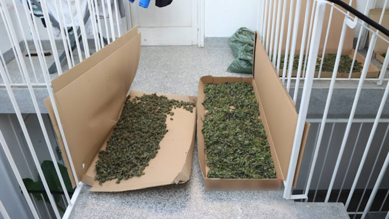 Mirovina nije dovoljna: Pretragom stana 70-godišnjaka pronađeno 4 kilograma marihuane
