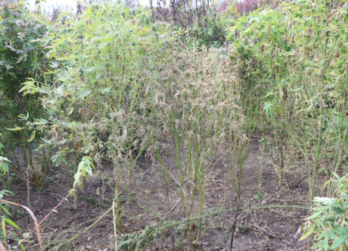 Fotografija 3 - Mirovina nije dovoljna: Pretragom stana 70-godišnjaka pronađeno 4 kilograma marihuane