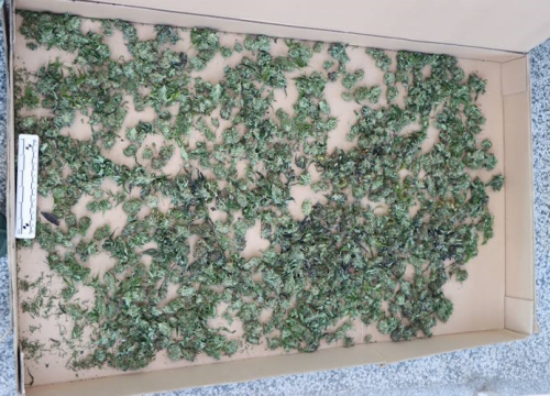 Fotografija 1 - Mirovina nije dovoljna: Pretragom stana 70-godišnjaka pronađeno 4 kilograma marihuane