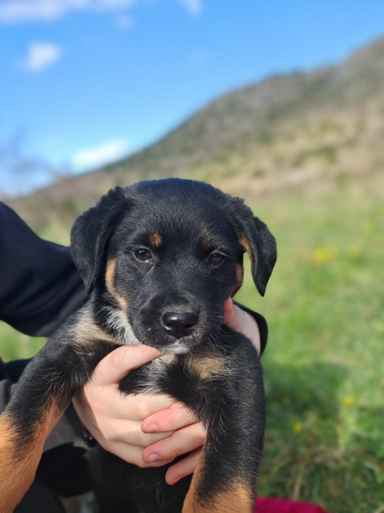 Josie, Rayder i Taylor: Zdravi i veseli štenci čekaju priliku da postanu dio nečije obitelji