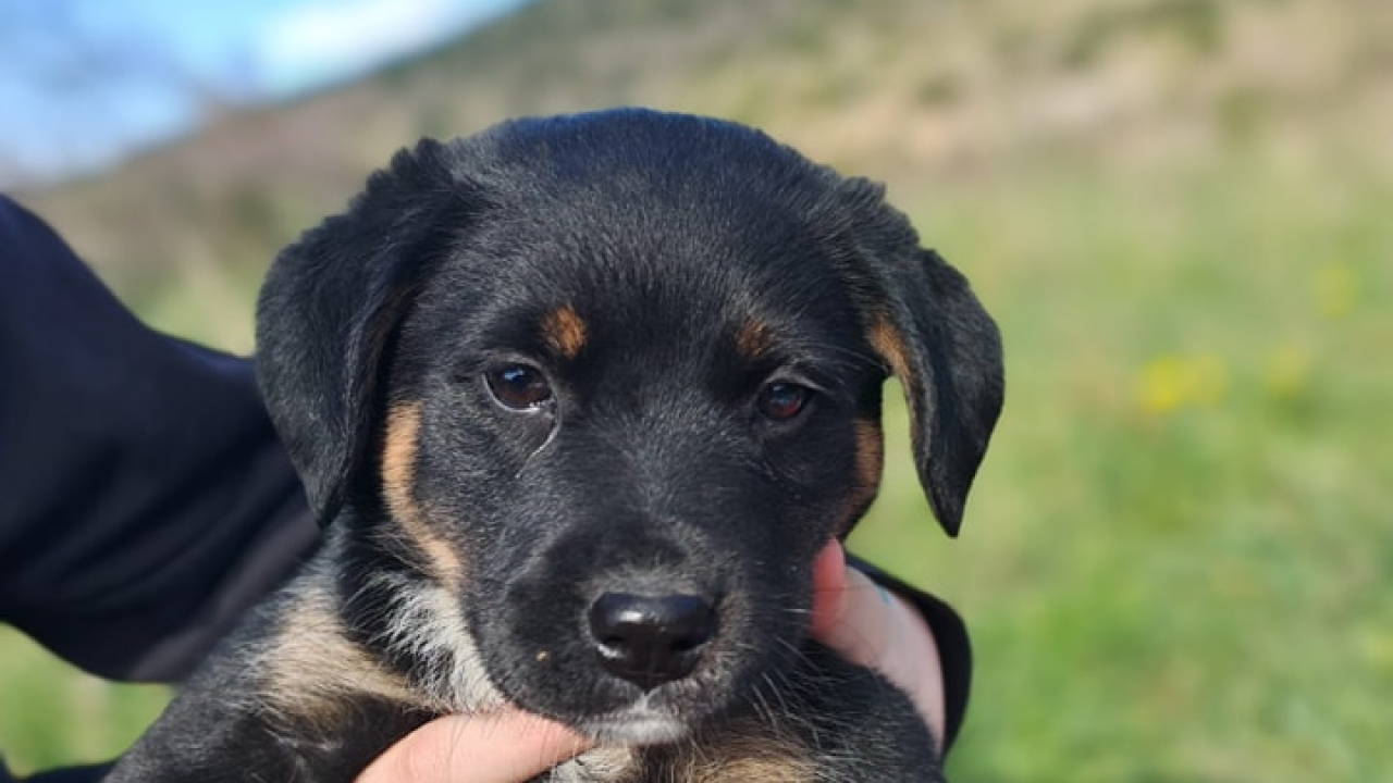 Spremni za nove avanture: Zdravi i veseli štenci čekaju priliku da postanu dio nečije obitelji