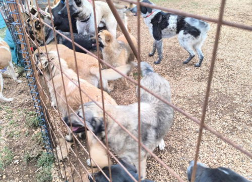 Fotografija 10 - Planinari iz Kaštel Starog posjetili Knin i Kninske njuškice
